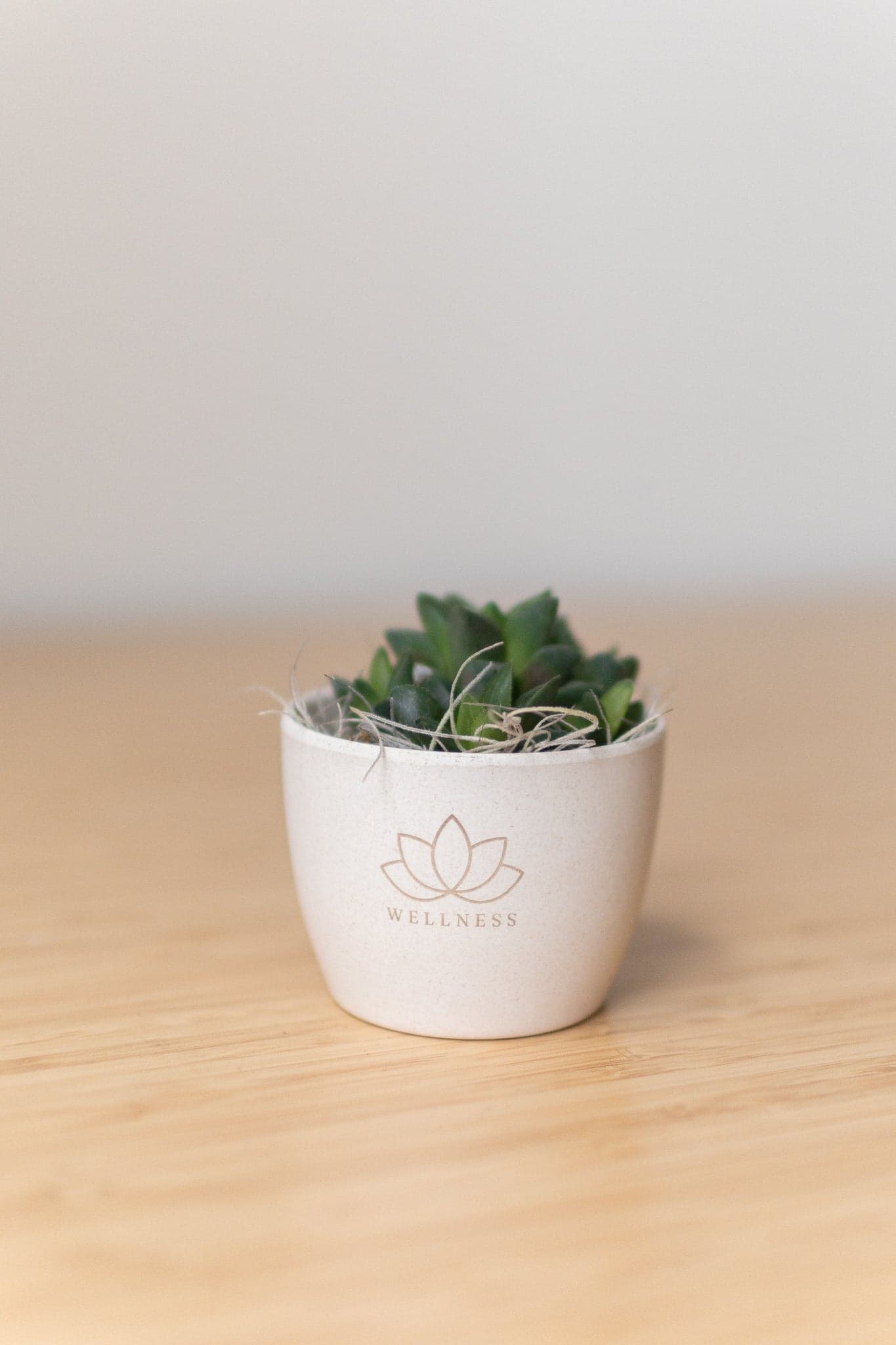 Desk Plants — Mini Harlow